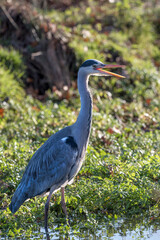 Grey heron beak open