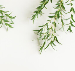 Fototapeta premium Eucalyptus branches frame top view on a white background banner. copy space. floral card