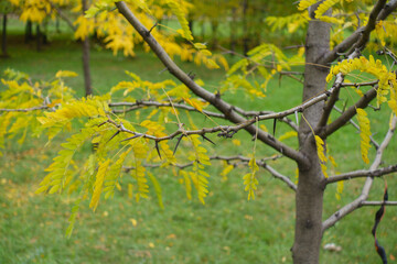 Thorny branches and autumnal foliage of young honey locust tree in October