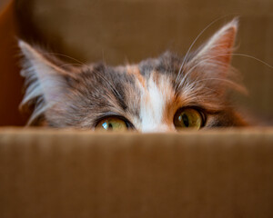 Bright funny cat hide in craft paper box