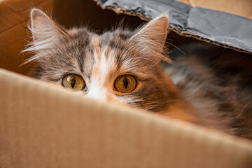 Bright funny cat hide in craft paper box