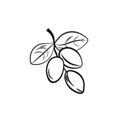 illustration, Argan sprig, black and white icon template isolated.