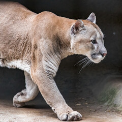 Portrait of a mountain lion