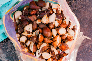 Many garlic pieces in a plastic bag. Product. Production. Harvesting