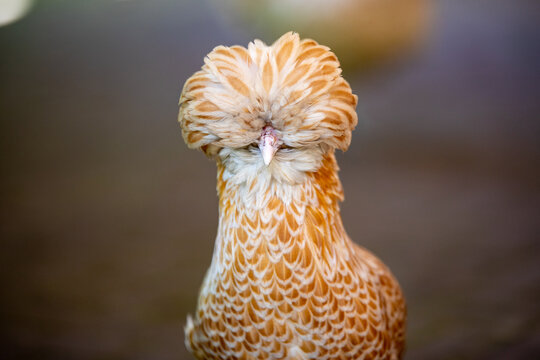 Chrested chicken with feathers on his head - Special chicken
