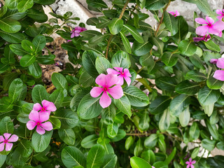 Pink flowers of Catharanthus roseus, or Madagascar periwinkle, blooming on the garden