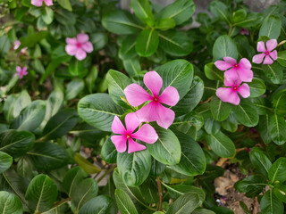 Pink flowers of Catharanthus roseus, or Madagascar periwinkle, blooming on the garden
