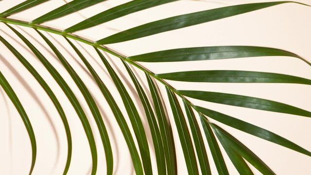 Super slow motion shot of moving palm leaves with shadow on beige background. Filmed on high speed cinematic camera at 1000 fps.