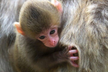 ニホンザルの赤ちゃん