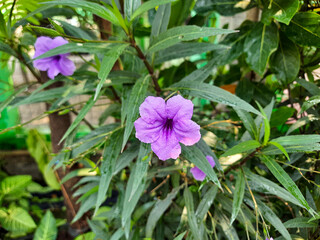 Flower of Ruellia simplex, or the Mexican petunia, Mexican bluebell or Britton's wild petunia,...