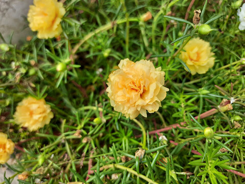 Rose moss, yellow variety. Also known as Portulaca grandiflora, common purslane, duckweed, little hogweed, or pursley