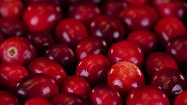 Cranberries close up view. Ripe and organic red cranberries rotating on a black background. 
