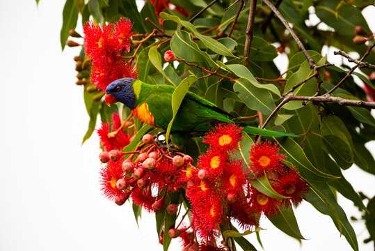 Colourful Rainbow Lorrikeet amongst brilliant red flowering gum blossom and white background