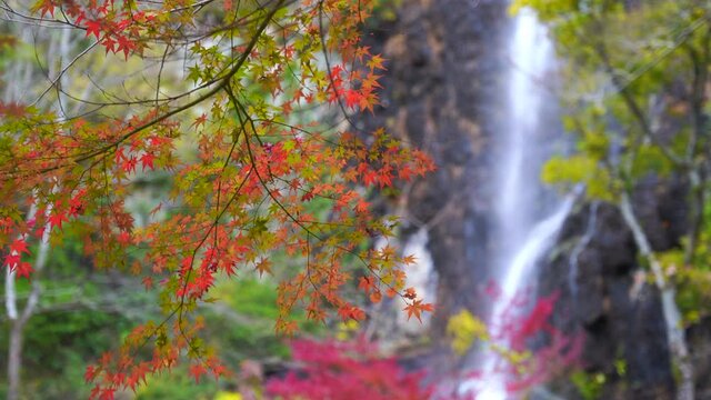美しい秋の紅葉と滝の映像