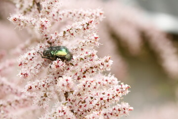 Scarabée dans le lilas