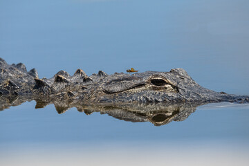 gator with dragonfly