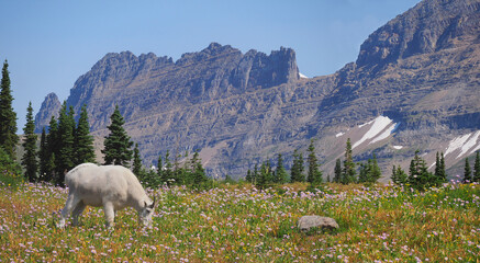A Focus Stacked Panorama Image of White Mountain Goat, Wild Flowers and Mountains at Glacier...