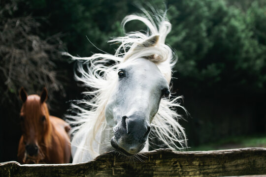 Close up of a horse shaking its head