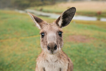 Close up of a kangaroo