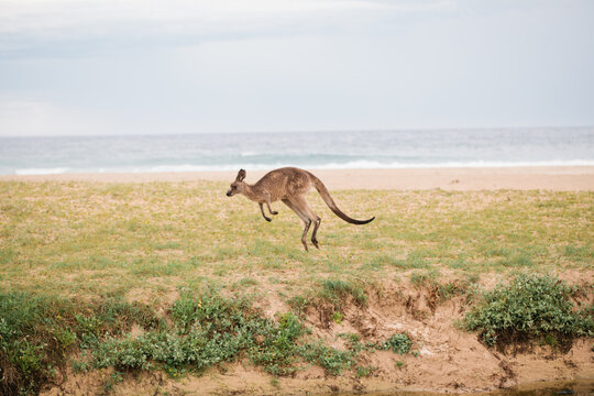 Kangaroo Hopping Near The Beach