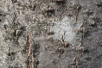 Tree bark. Abstract background. Macro.
