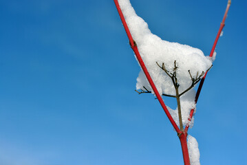 red, twig, pink, snow, tree, sky, fluffy, cold, trunk, close up, background, backgrounds, beautiful, beauty, black, blue, blurry, branch, christmas, color, cool, covered, day, design, environment, flo
