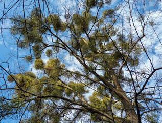 Obraz premium Viscum is parasitic plant on trees