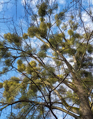 Viscum is parasitic plant on trees