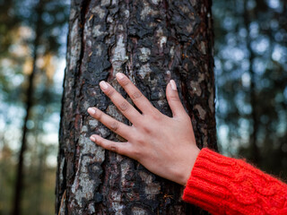 Female hand touching tree trunk - obrazy, fototapety, plakaty