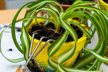 Care for home plants. Chlorophytum.
