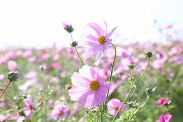 コスモス３