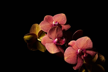 Flower of a pink orchid.