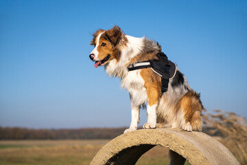 rescue dog in a harness sits on a concrete ring and guards the surroundings - 471312804