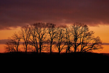 silhouette of trees against a burning sky