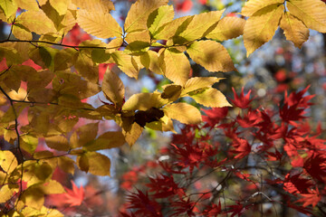 Autumn leaves in lovely color