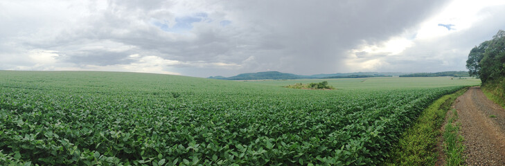 PLANTATION, AGRICULTURE, PLANTING, ORGANIC, SOYBEAN, CORN, RICE, BEANS, ORTALLICS