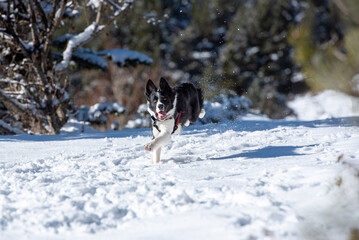 Adorable Cute Black And White Border Collie Portrait With White Snow Background