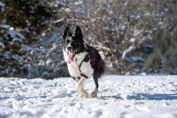Adorable Cute Black And White Border Collie Portrait With White Snow Background