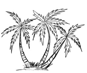Three palm trees in black on a white background