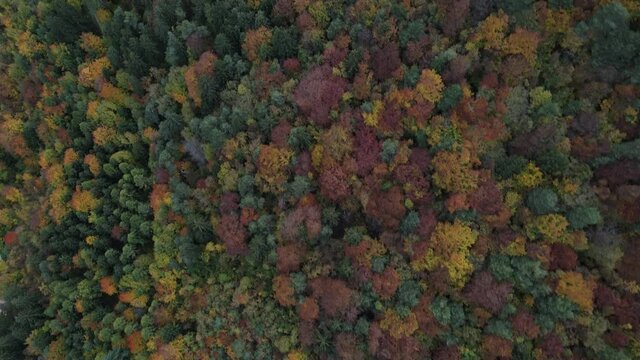 Beautiful autumn landscape filmed from above with the drone. Colorful trees everywhere