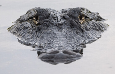 Obraz premium alligator head