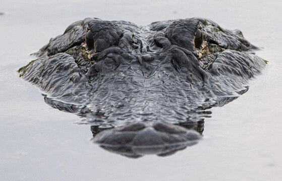 alligator head