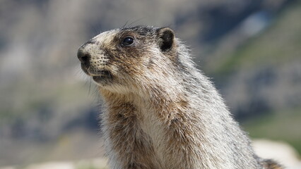 Marmot
