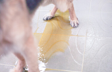 Dog pee urine stream flow wet floor high angle view