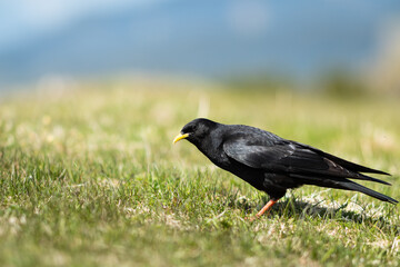 Alpine Chough on a sunny day in the Austrian Alps