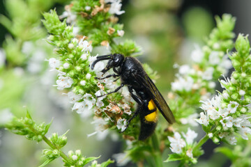 Scolia hirta sitting on a white flower