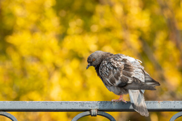 A domestic pigeon sitting on an iron fence