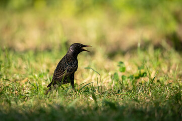 Common starling on a green meadow in summer