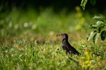 Common starling on a green meadow in summer
