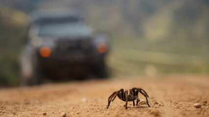 Obraz premium Tarantula